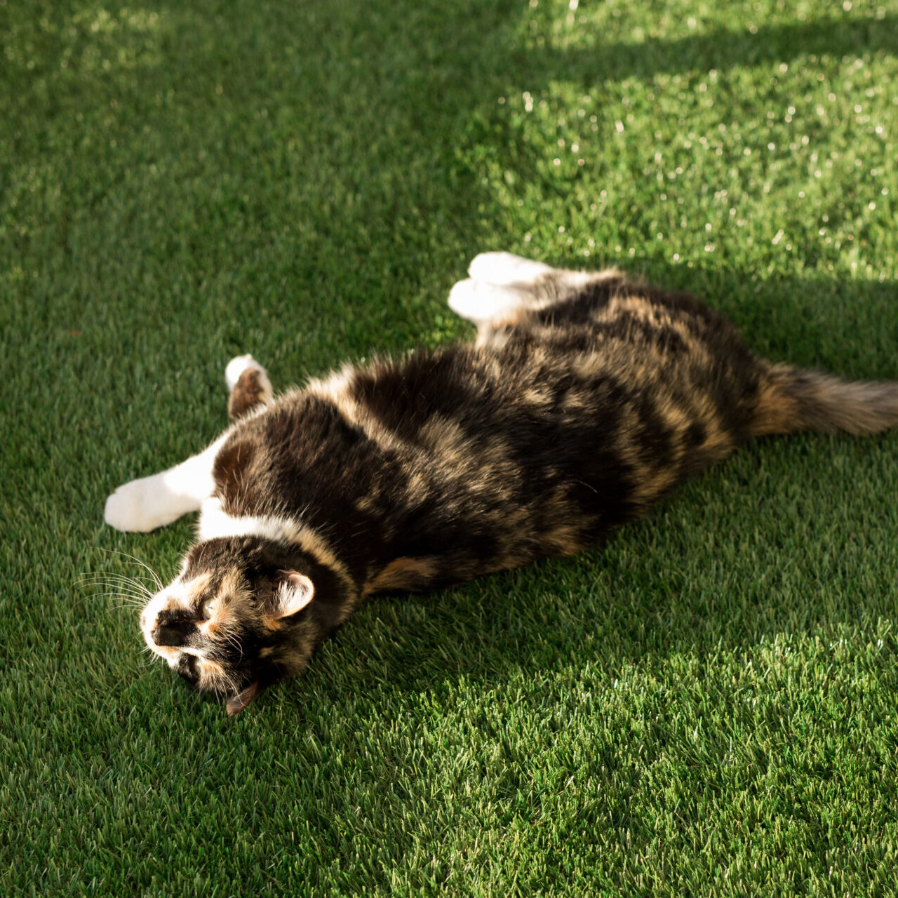 Black And Orange Calico Cat Lying In The Grass, Fake Turf Grass